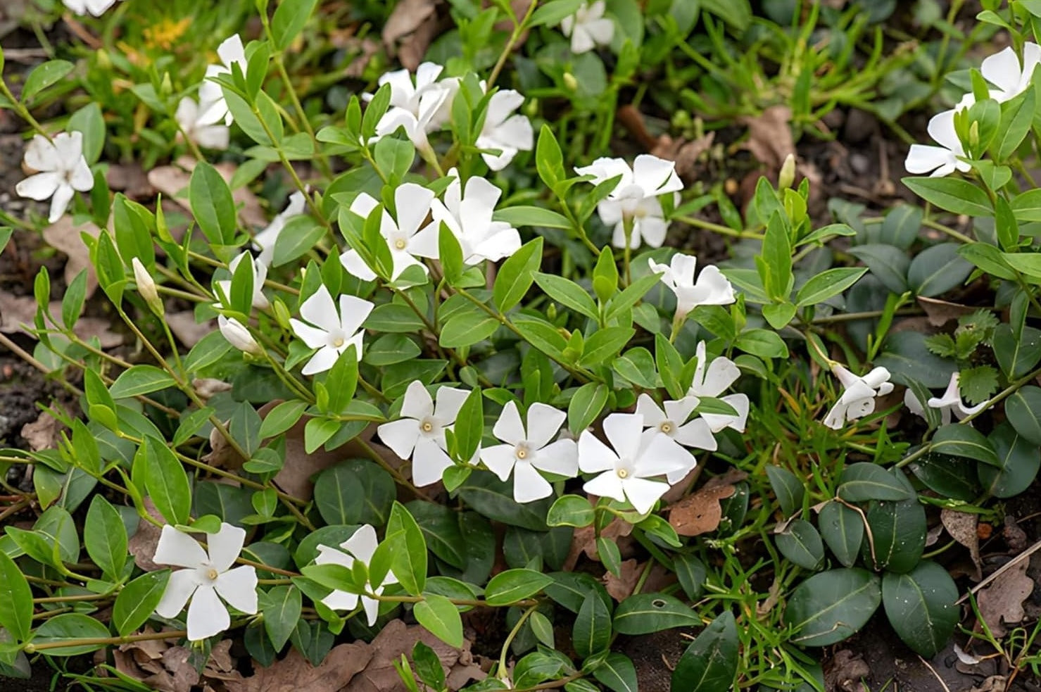 Vinca minor 'Gertrude Jekyll' / Kleines Immergrün