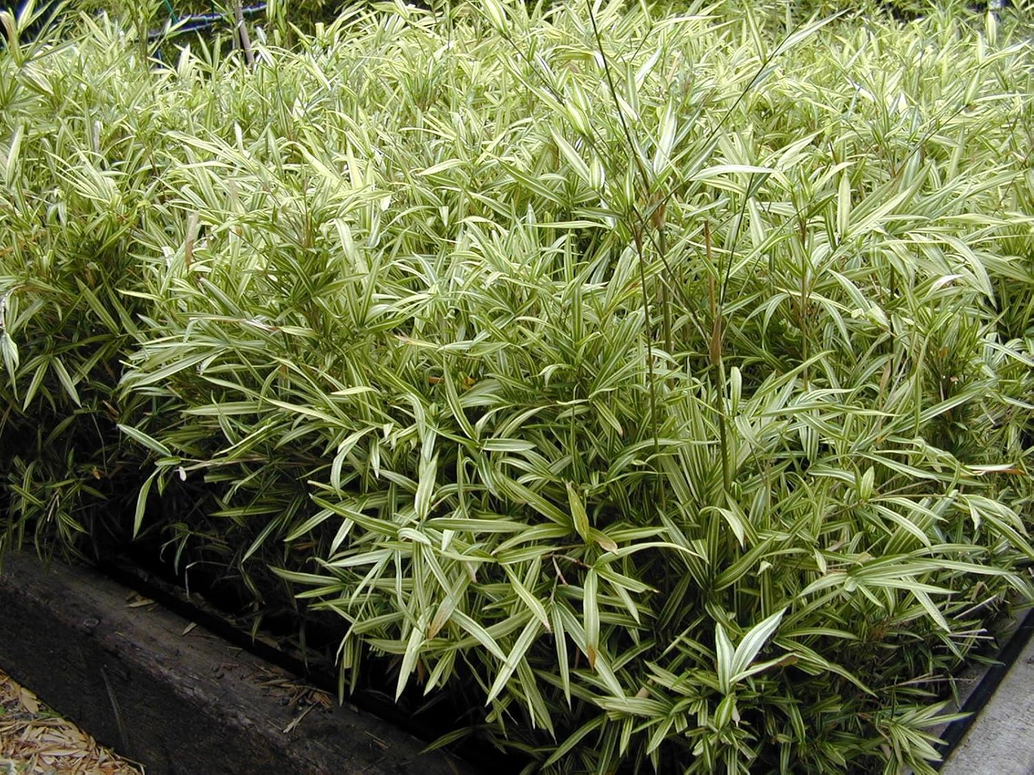 Pleioblastus chino 'Tsuboi' / Bunter Zwergbambus