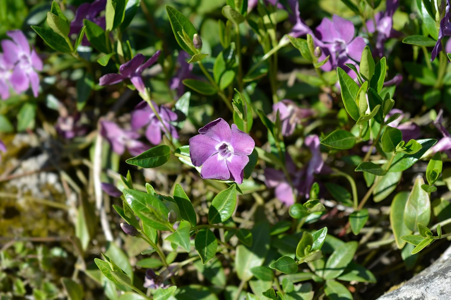 Vinca minor 'Rubra' / 'Atropurpurea'/ Kleines Immergrün