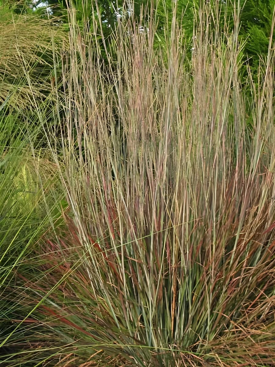 Schizachyrium scoparium 'Standing Ovation’ / Kleines Präriegras