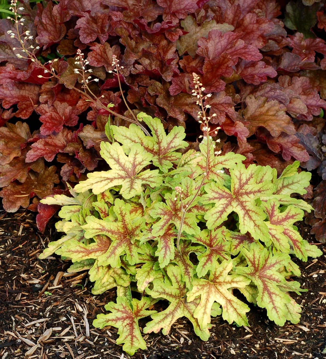 Heucherella Hybride 'Alabama Sunrise' / Purpurglöckchen