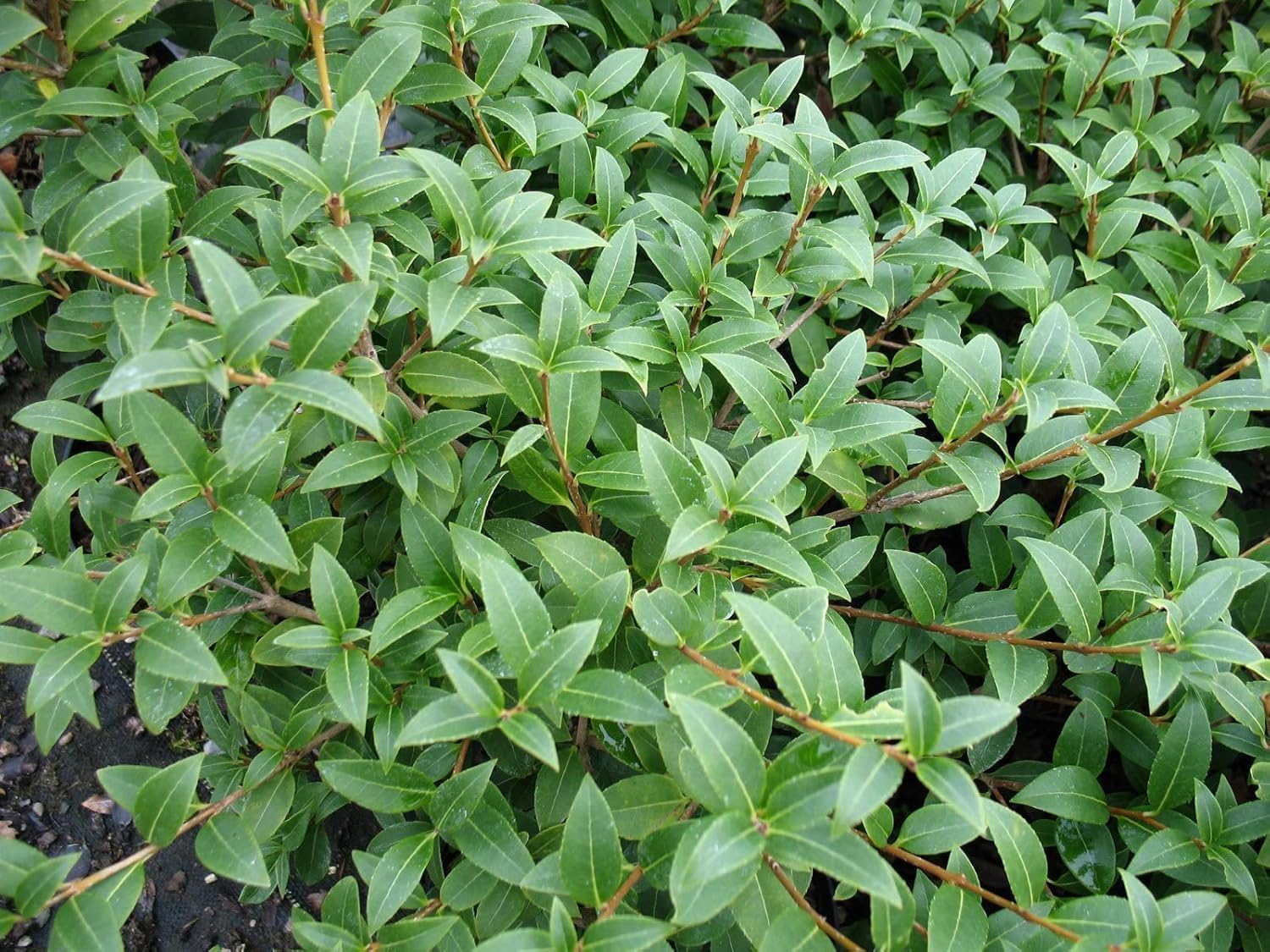 Osmanthus burkwoodii / Frühlingsduftblüte
