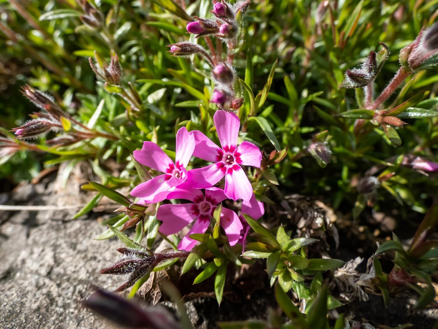 Phlox subulata 'Zwergenteppich' / Zwerg Polster-Phlox