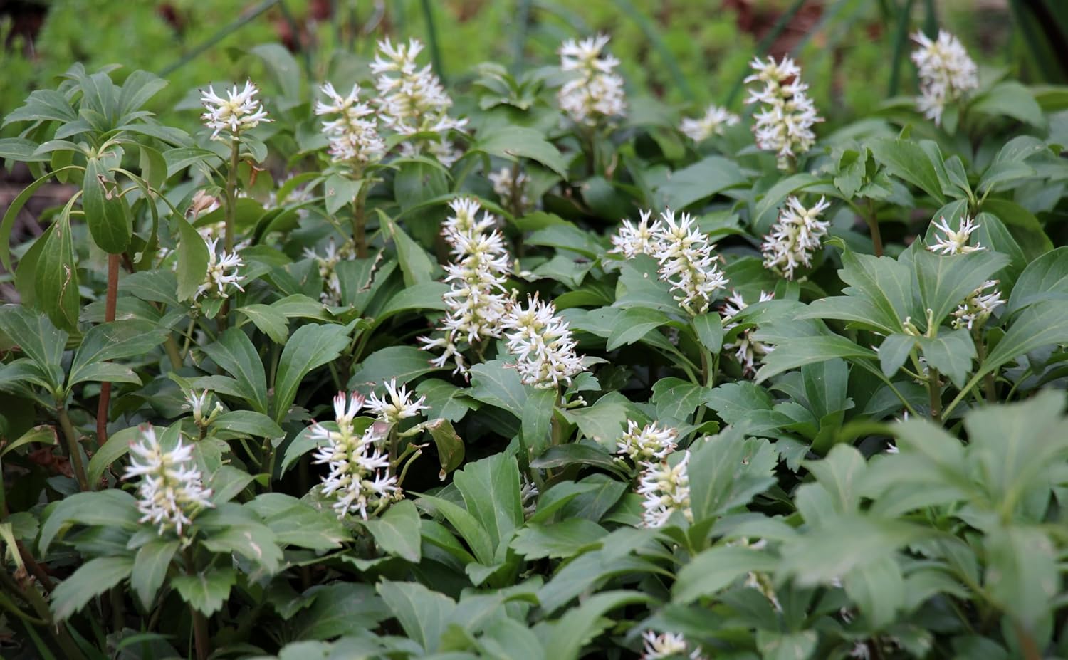 Pachysandra terminalis 'Green Carpet' / Dickmännchen