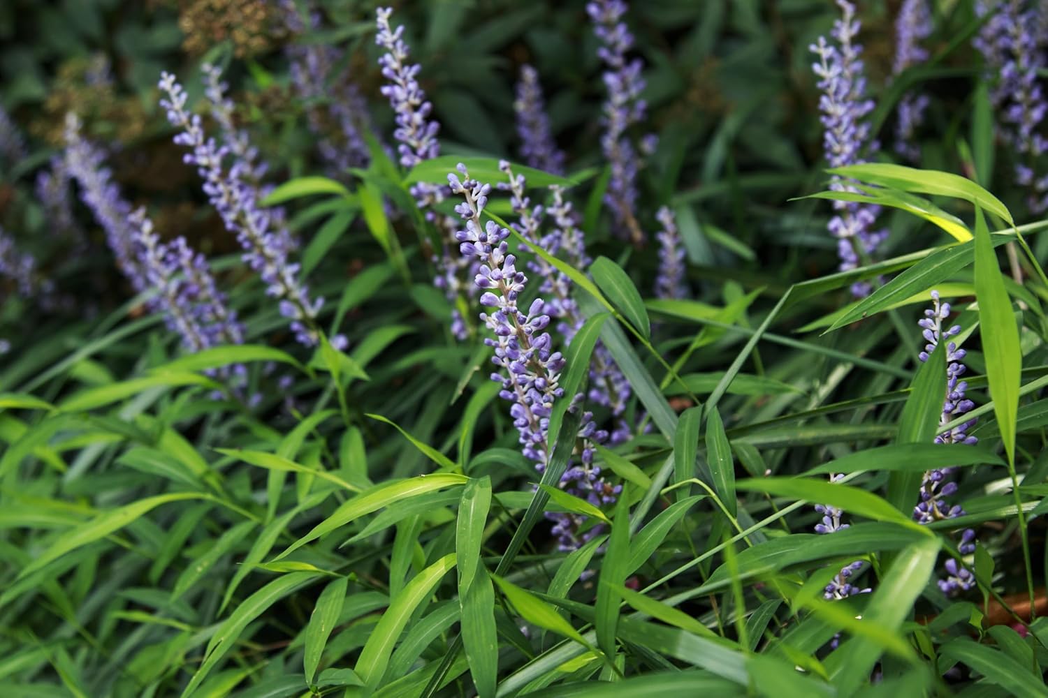Liriope muscari 'Royal Purple' / Lilientraube