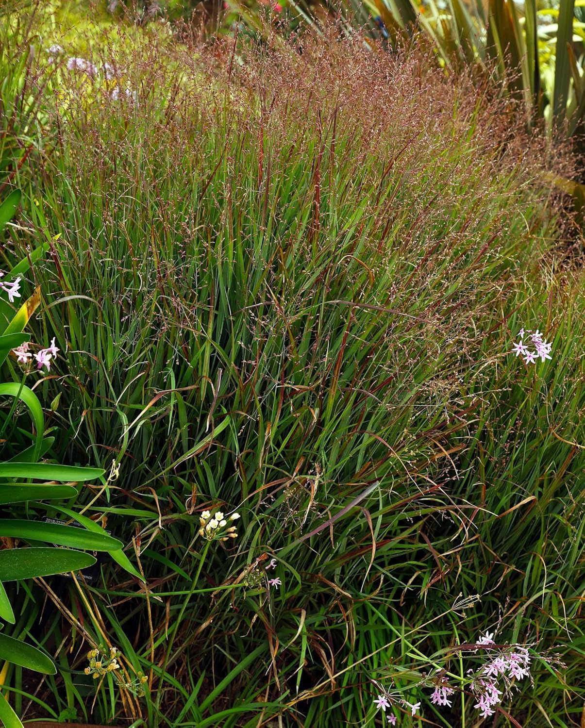 3 x Ziergras Kollektion - Struktur, Farbe und Bewegung in Perfektion