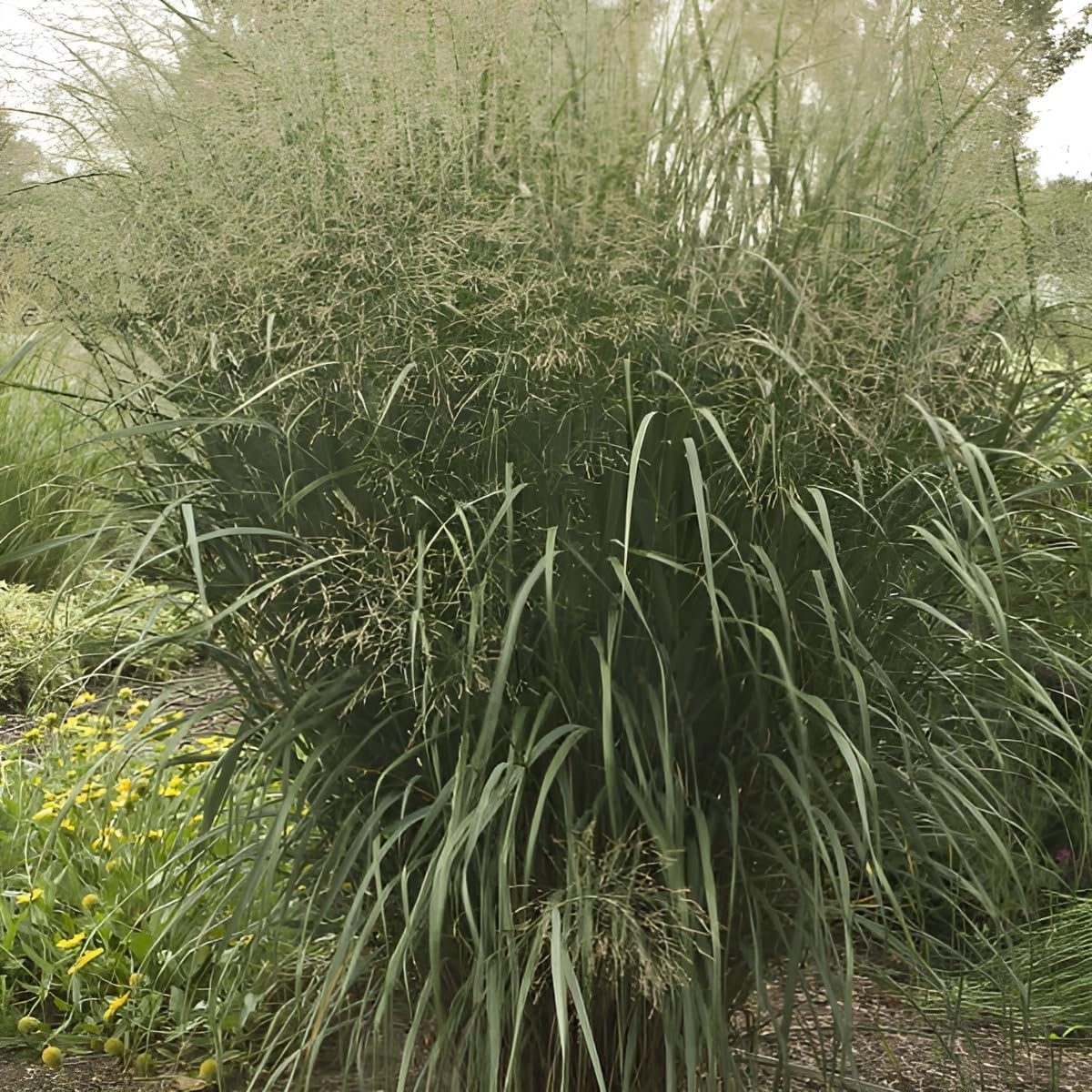 Panicum virgatum 'Thundercloud' / Riesen Rutenhirse