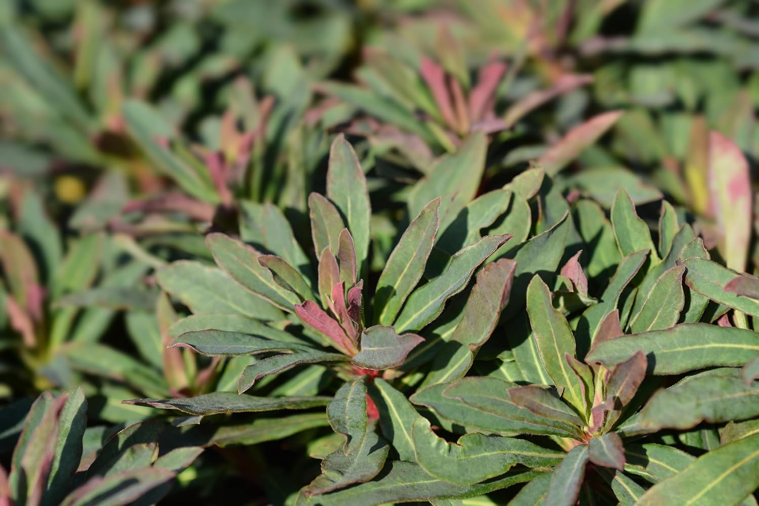 Euphorbia amygdaloides 'Purpurea' / Rotblättrige Wolfsmilch