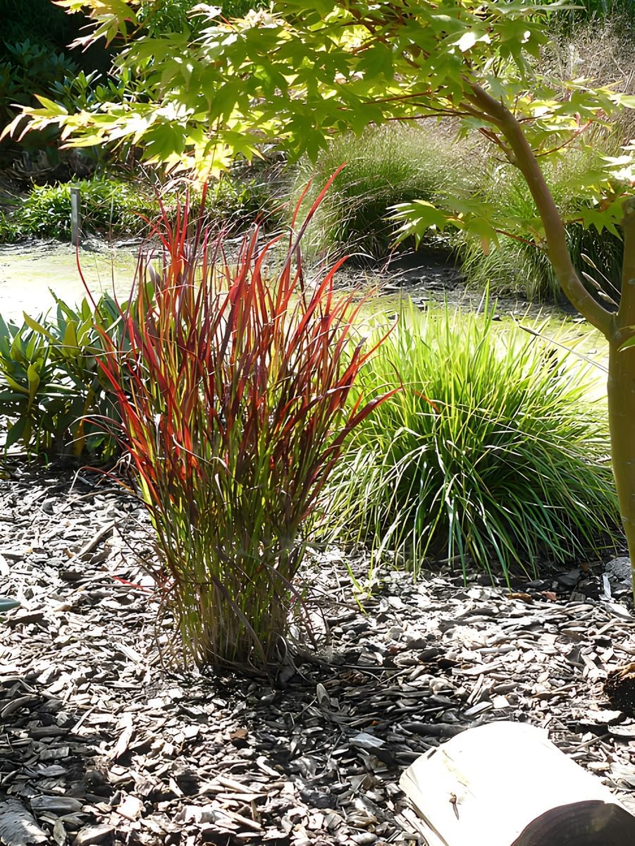 Panicum virgatum 'Cardinal' / Rote Rutenhirse