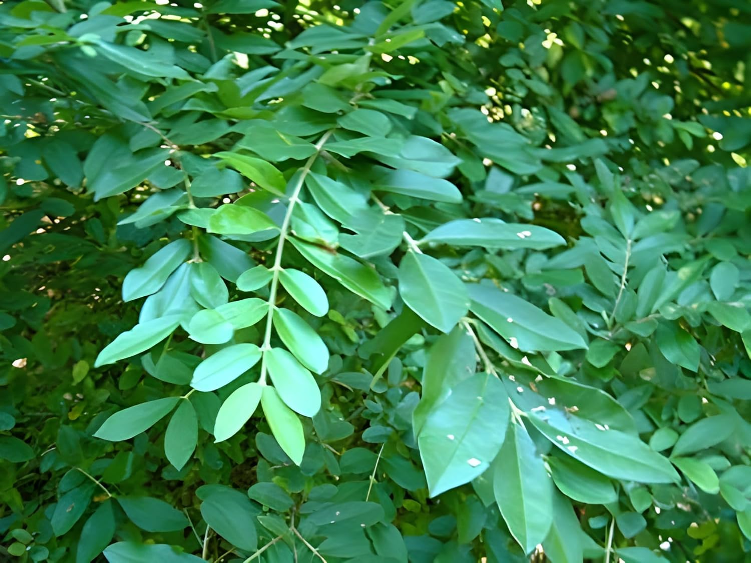 Ligustrum obtusifolium var. regelianum / Buschiger Liguster