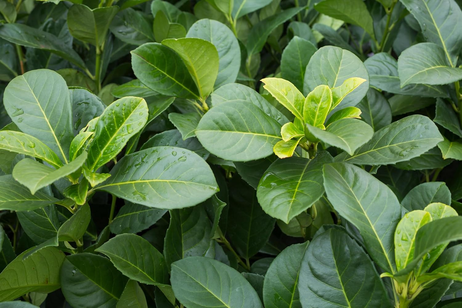 Prunus laurocerasus 'Etna' / Kirschlorbeer