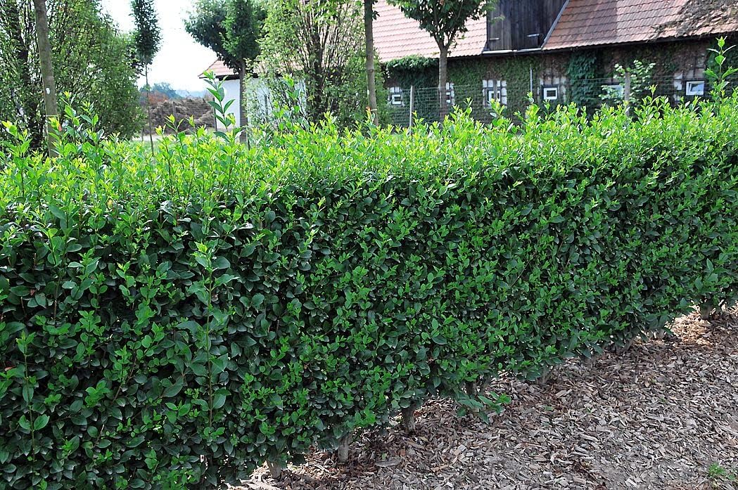 Ligustrum ovalifolium / Ovalblättriger Liguster