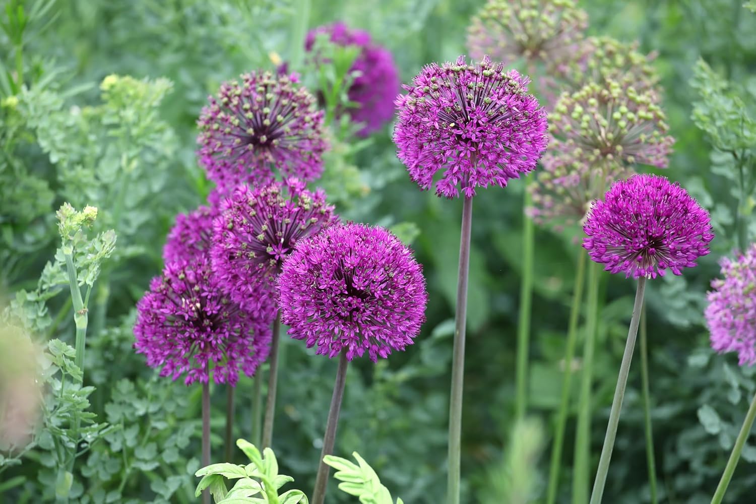 Allium ‚His Excellency' / Zierlauch