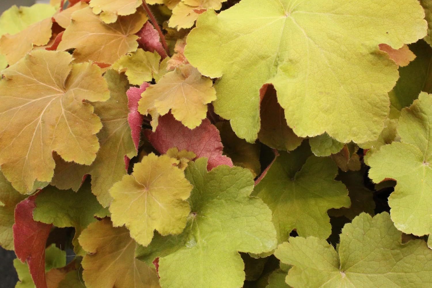 Heuchera Hybride 'Caramel' / Purpurglöckchen