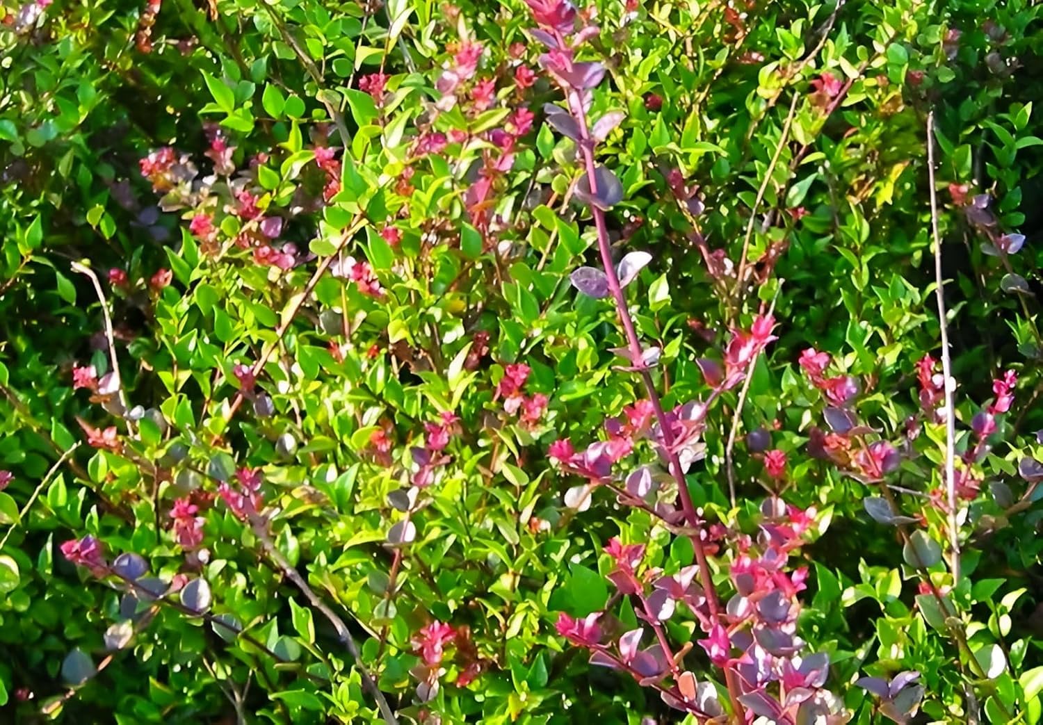 Lonicera nitida 'Red Tips‘ / Heckenmyrthe