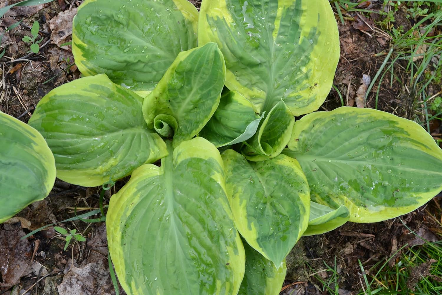Hosta sieboldiana 'Carnival' / Gelbbunte Funkie