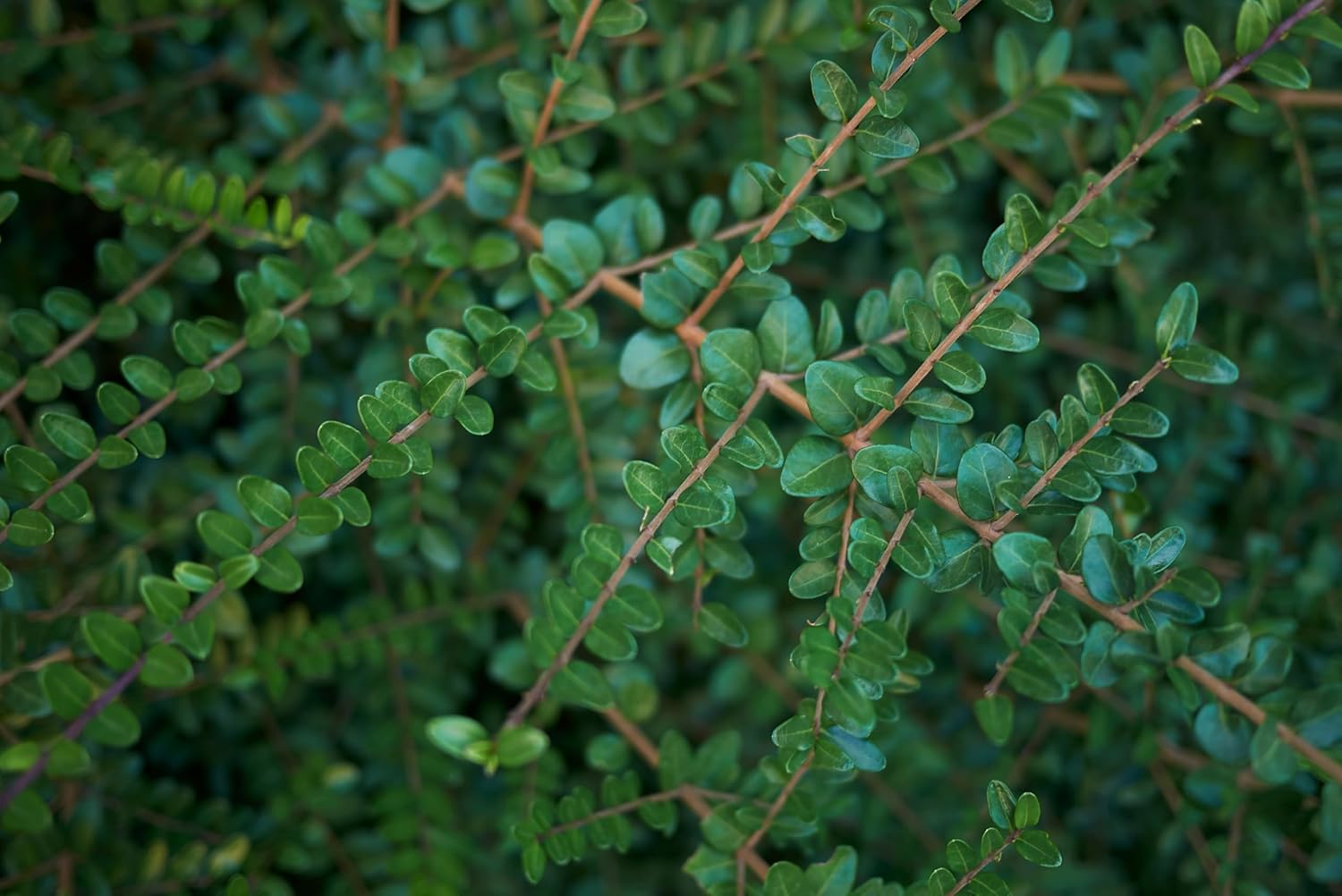 Lonicera nitida 'Elegant‘ / Heckenmyrthe