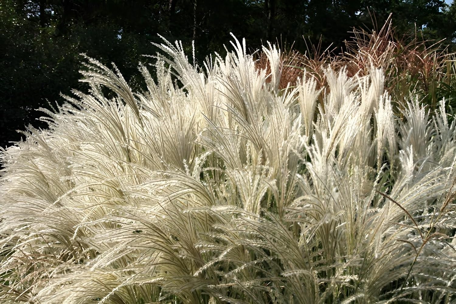 Miscanthus sinensis 'Kleine Fontäne' / Chinaschilf