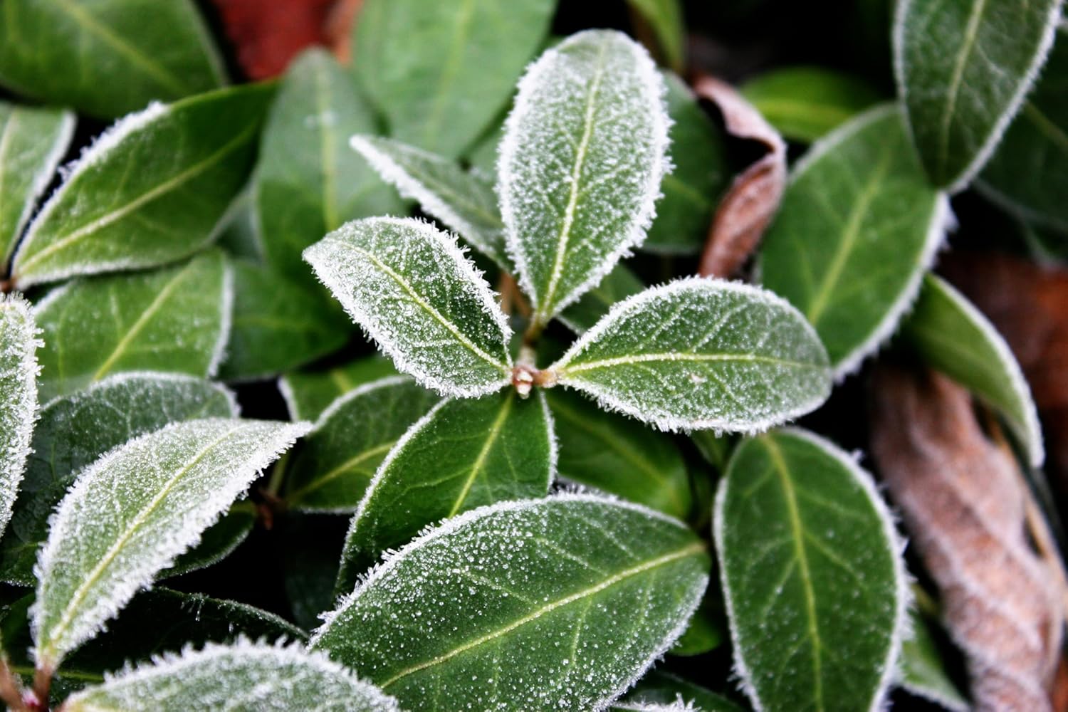 Vinca minor 'Grüner Teppich' / Kleines Immergrün (BLÜHT NICHT)