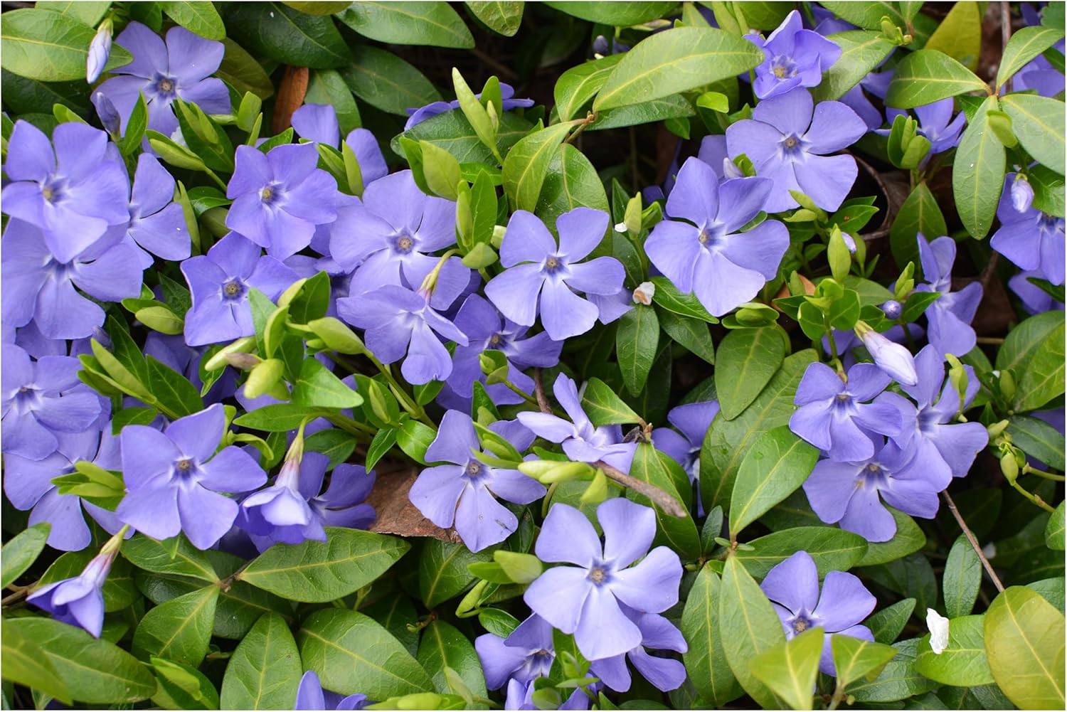 30 x Vinca minor Farbmix / Kleines Immergrün