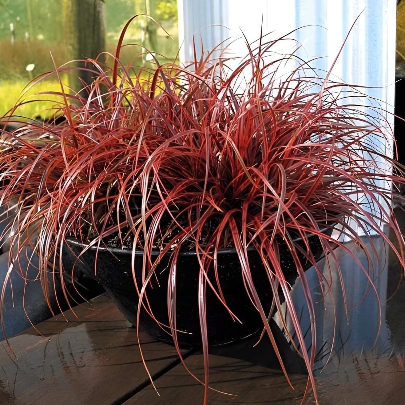 Uncinia rubra 'Everflame' / Mahagoni Gras