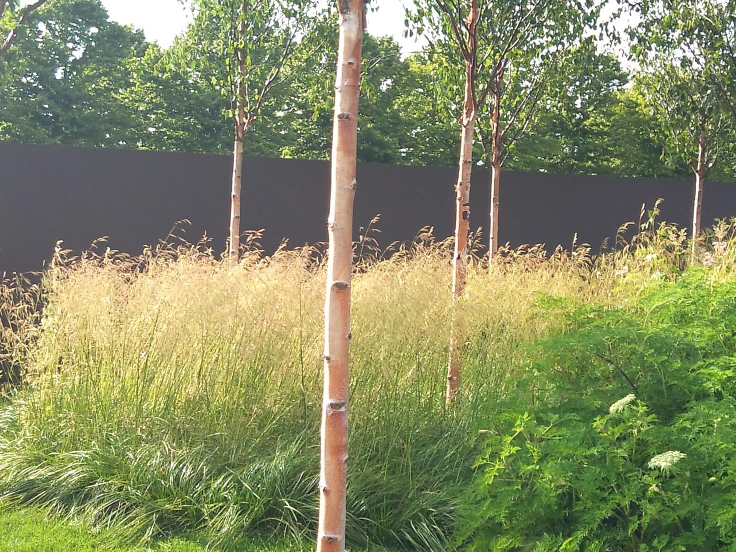 Deschampsia cespitosa 'Tauträger' / Rasen Schmiele