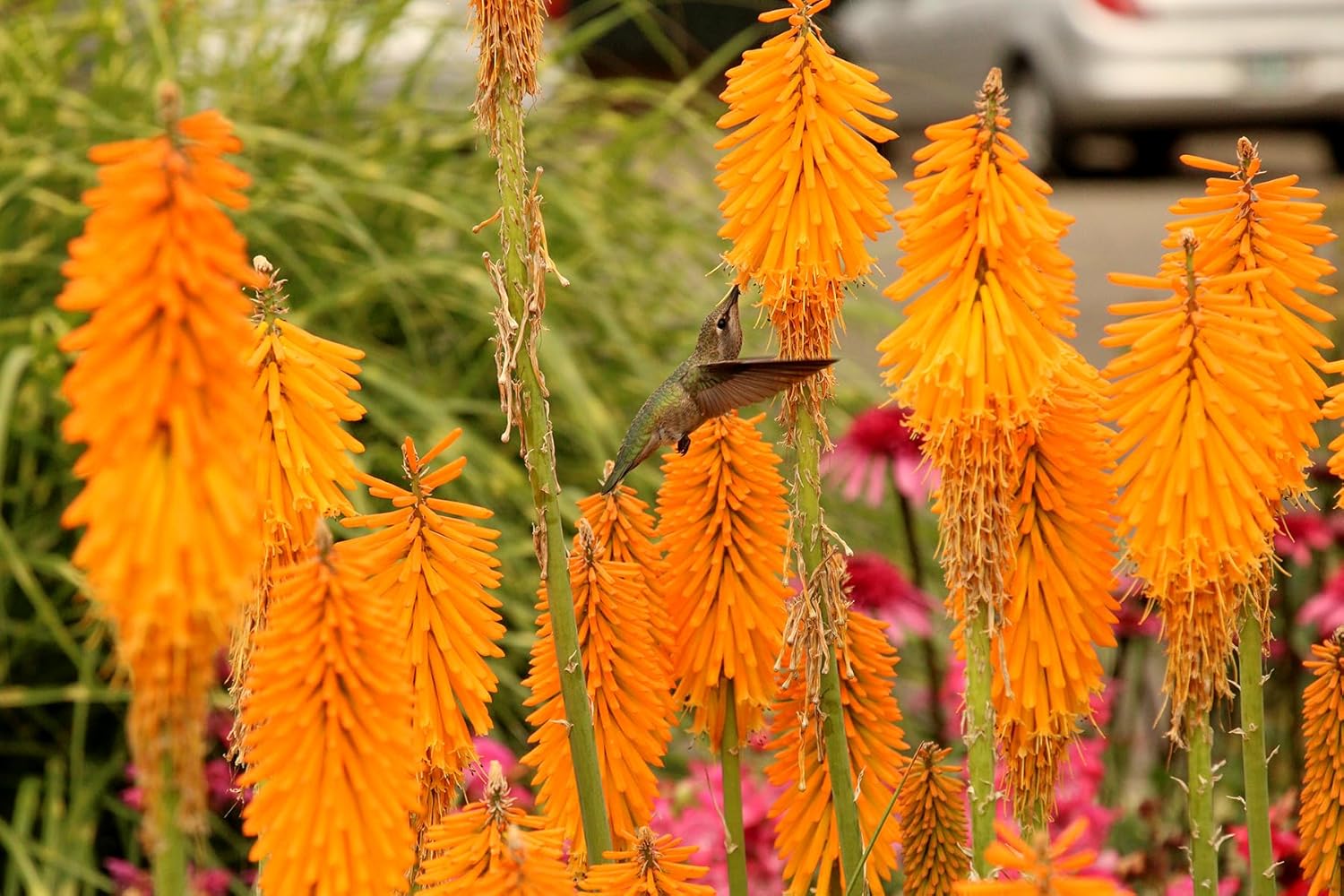 Kniphofia 'Mango Popsicle' / Orange Fackellilie - Tritome
