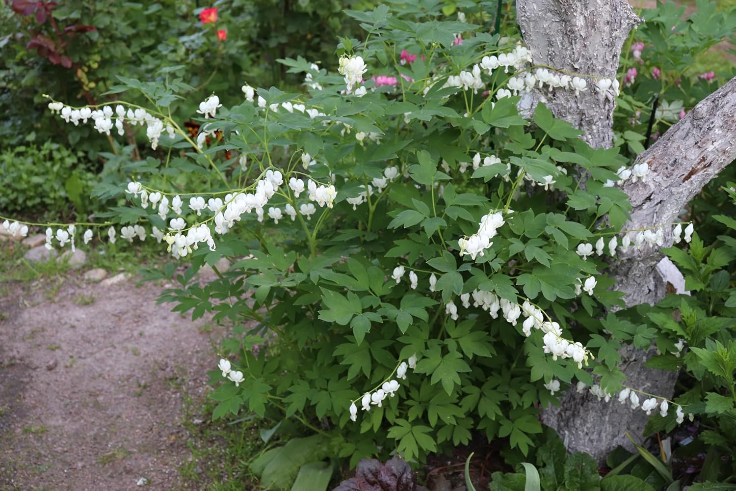 Dicentra spectabilis 'Alba' / Tränendes Herz