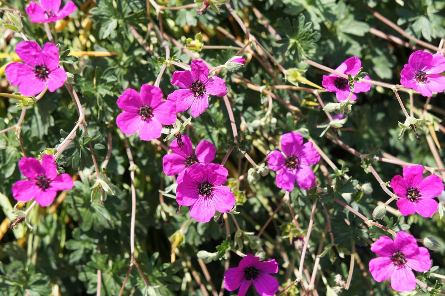 Geranium cinereum 'Signal' / Aschgrauer Storchschnabel