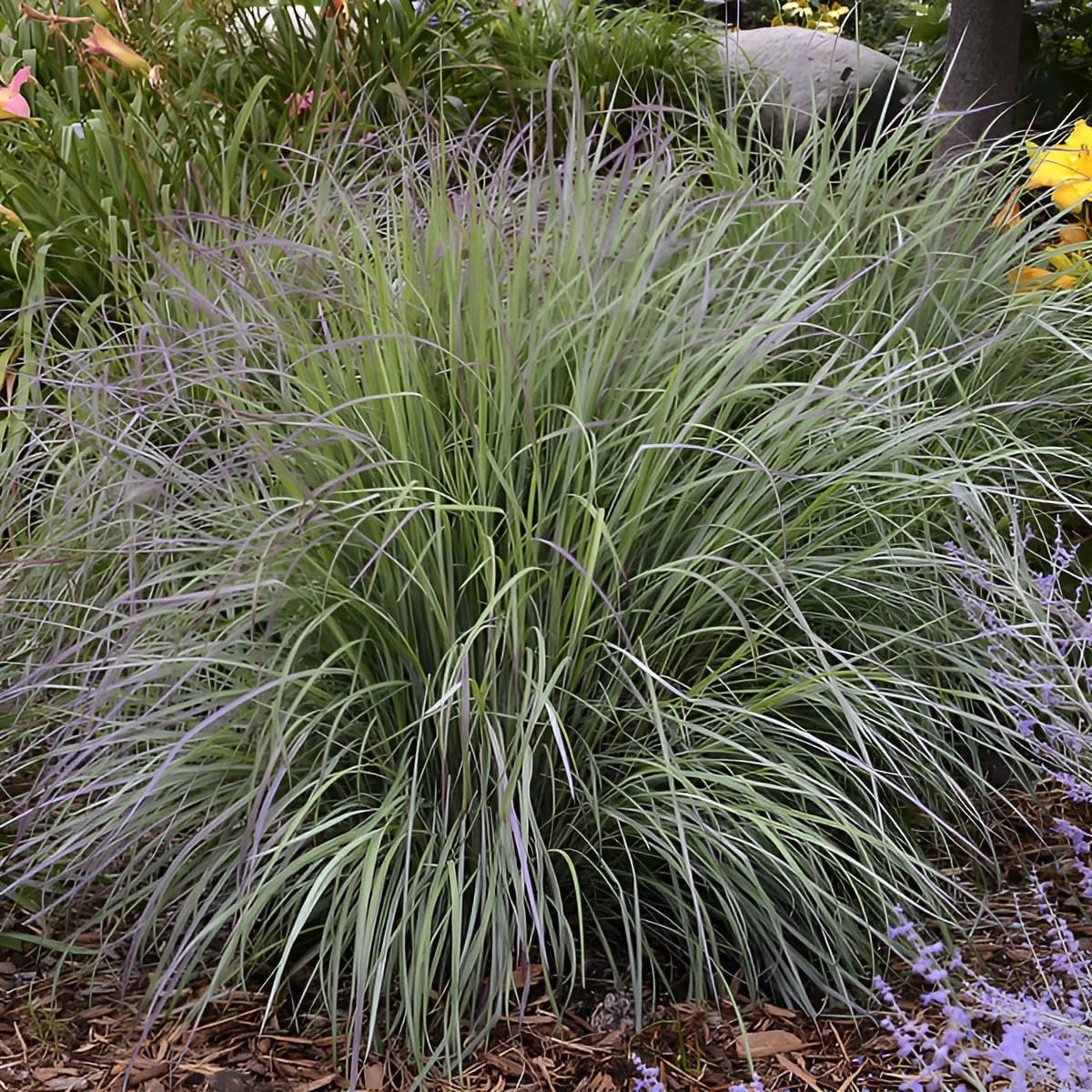 Schizachyrium scoparium 'Twilight Zone’ / Kleines Präriegras