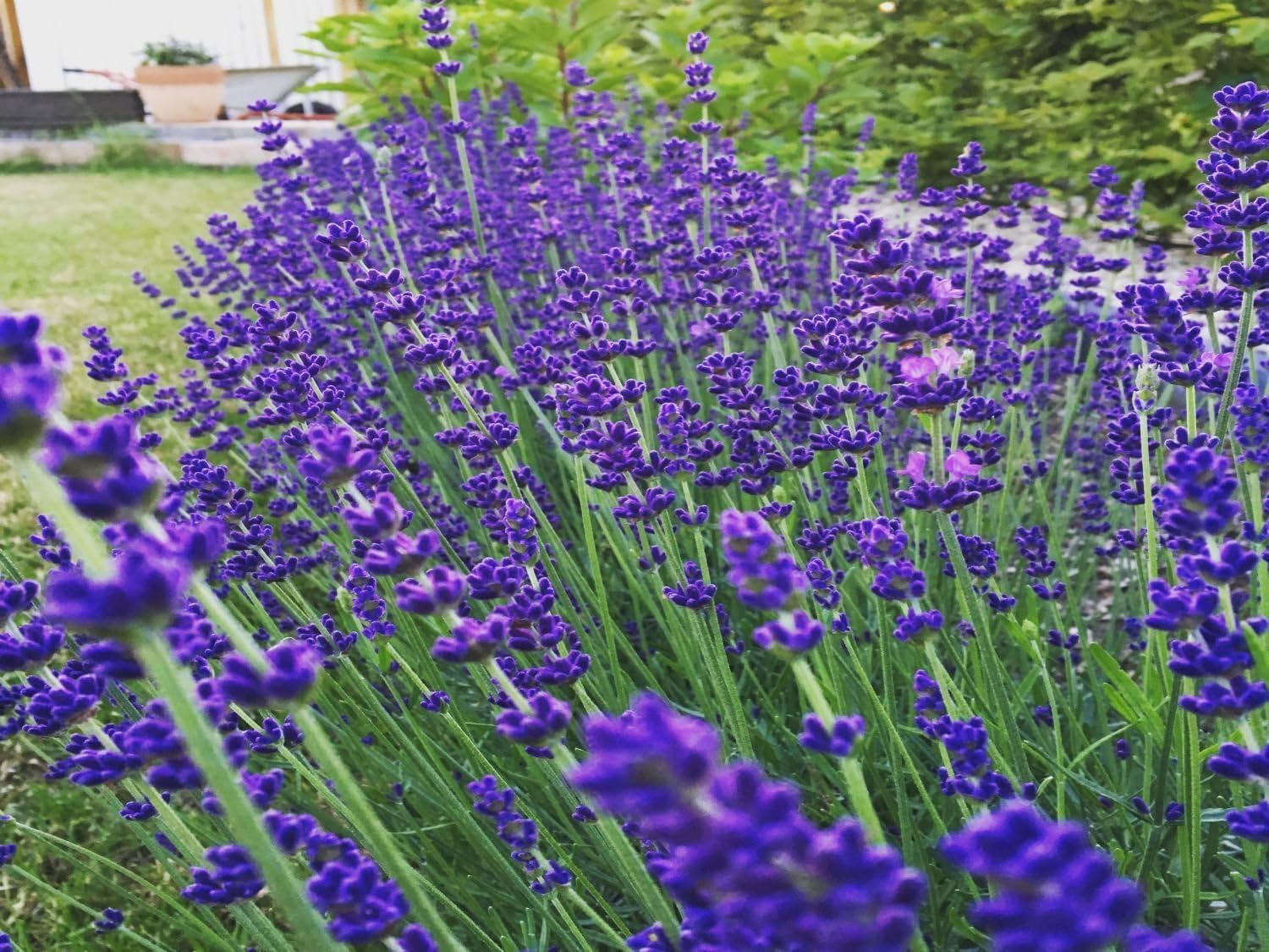 Lavandula angustifolia 'Essence Purple' / Echter Lavendel