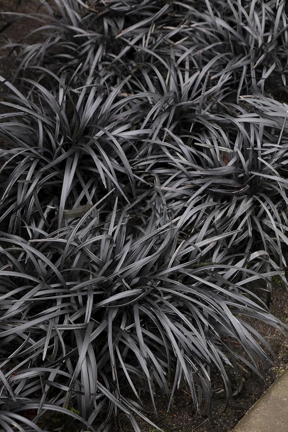Ophiopogon planiscapus 'Niger' / Schwarzer Schlangenbart