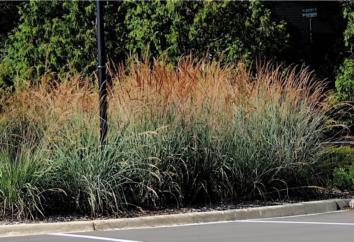 Sorghastrum nutans 'Indian Steel‘ / Indianer Gras