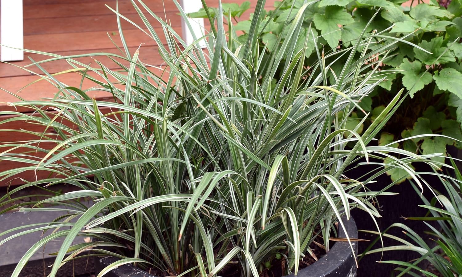 Ophiopogon japonicus 'Silver Dragon' / Bunter Japanischer Schlangenbart