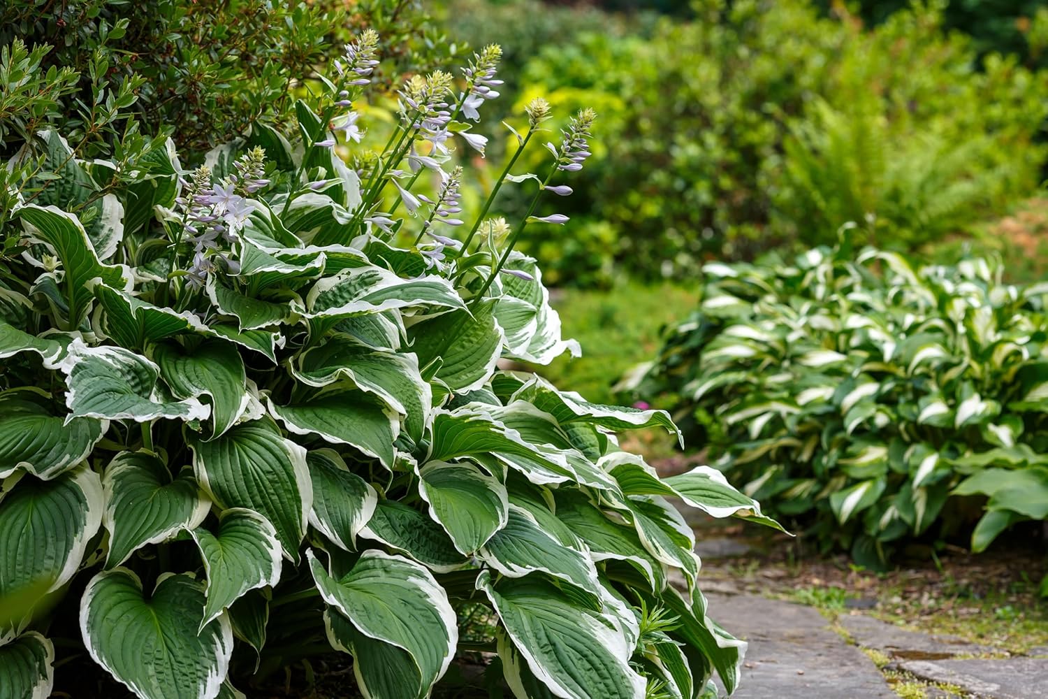 Hosta x fortunei 'Patriot' / Weißrand-Funkie