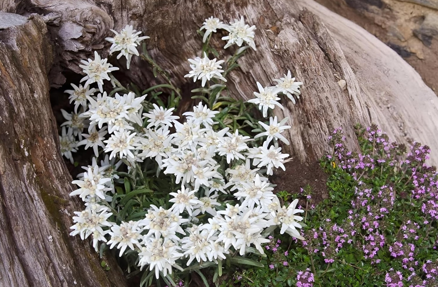 Leontopodium souliei 'Alpina White' / Edelweiss