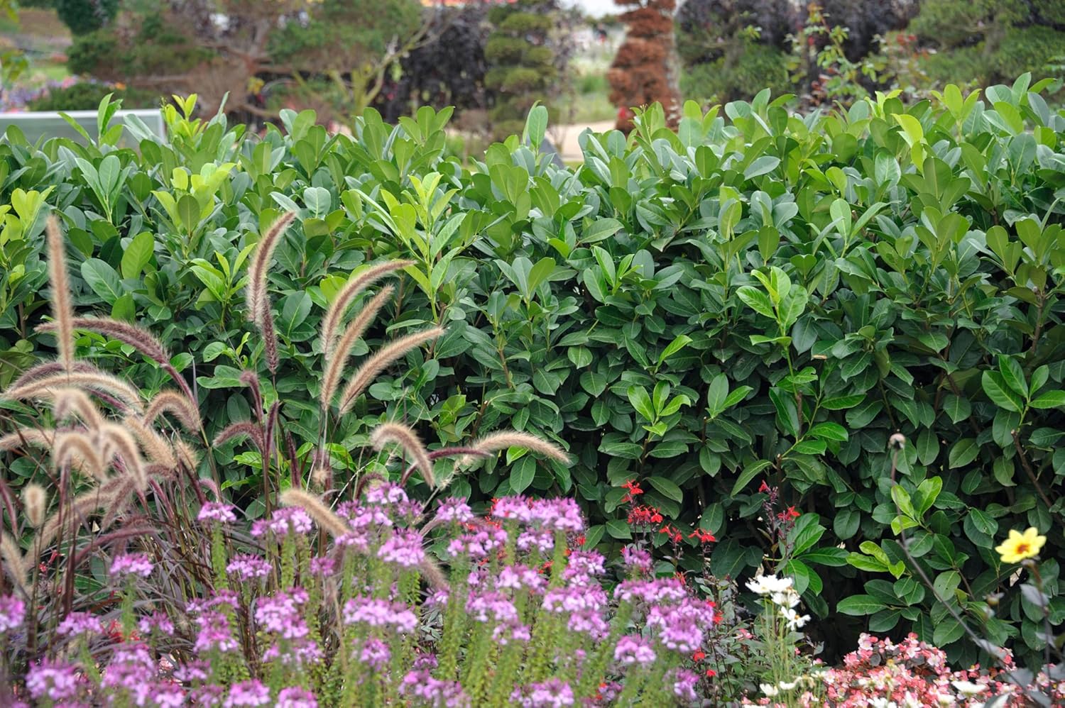 Prunus laurocerasus 'Rotundifolia' / Kirschlorbeer