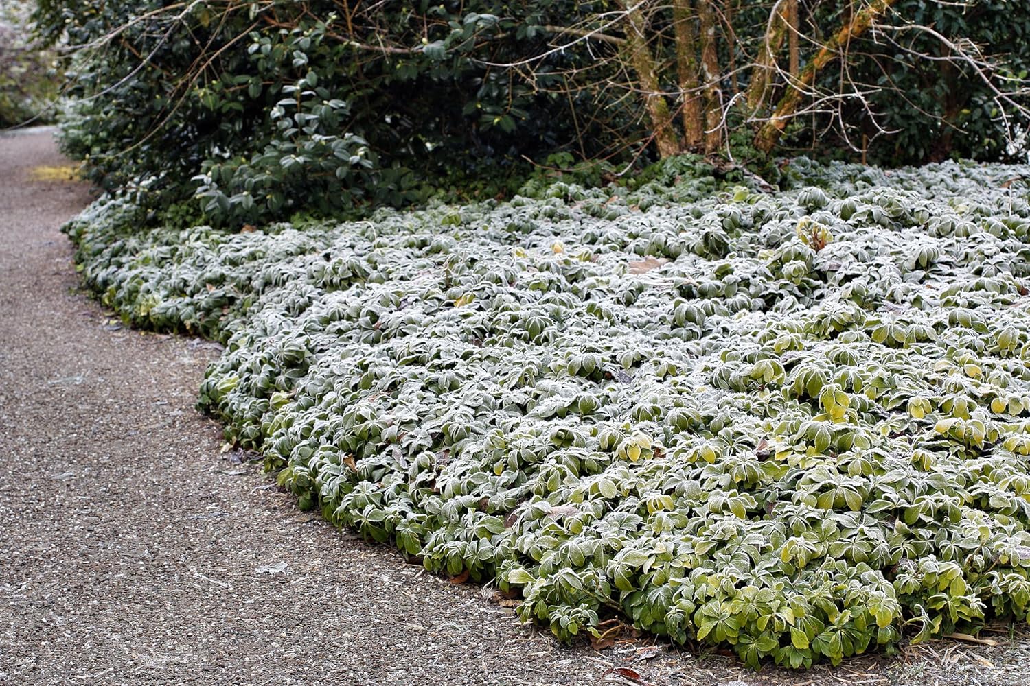 Pachysandra terminalis / Dickmännchen