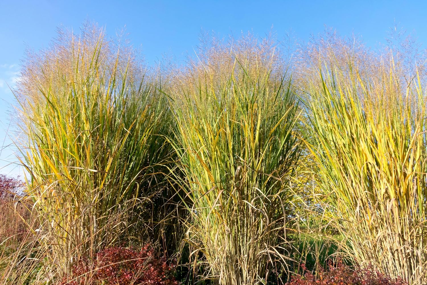 Panicum virgatum 'Thundercloud' / Riesen Rutenhirse