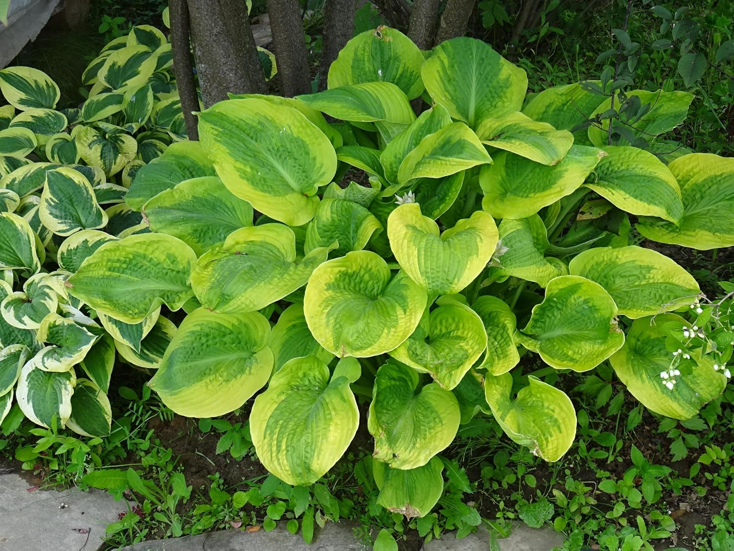 Hosta plantaginea 'Guacamole' / Duft Funkie
