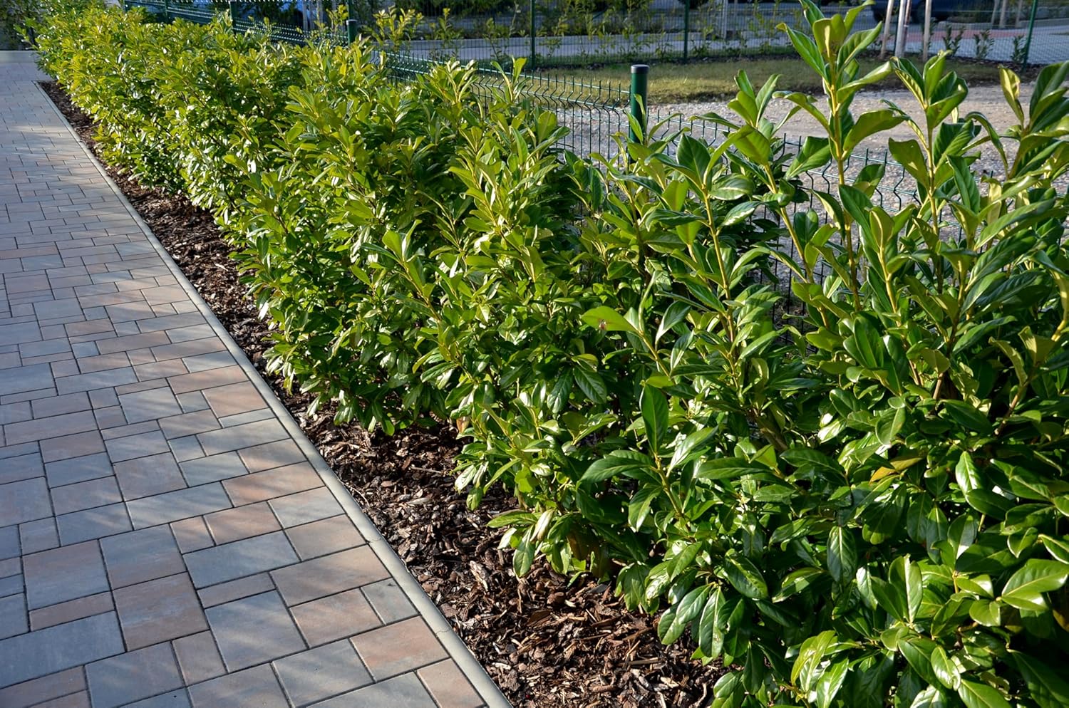 Prunus laurocerasus 'Novita' / Kirschlorbeer