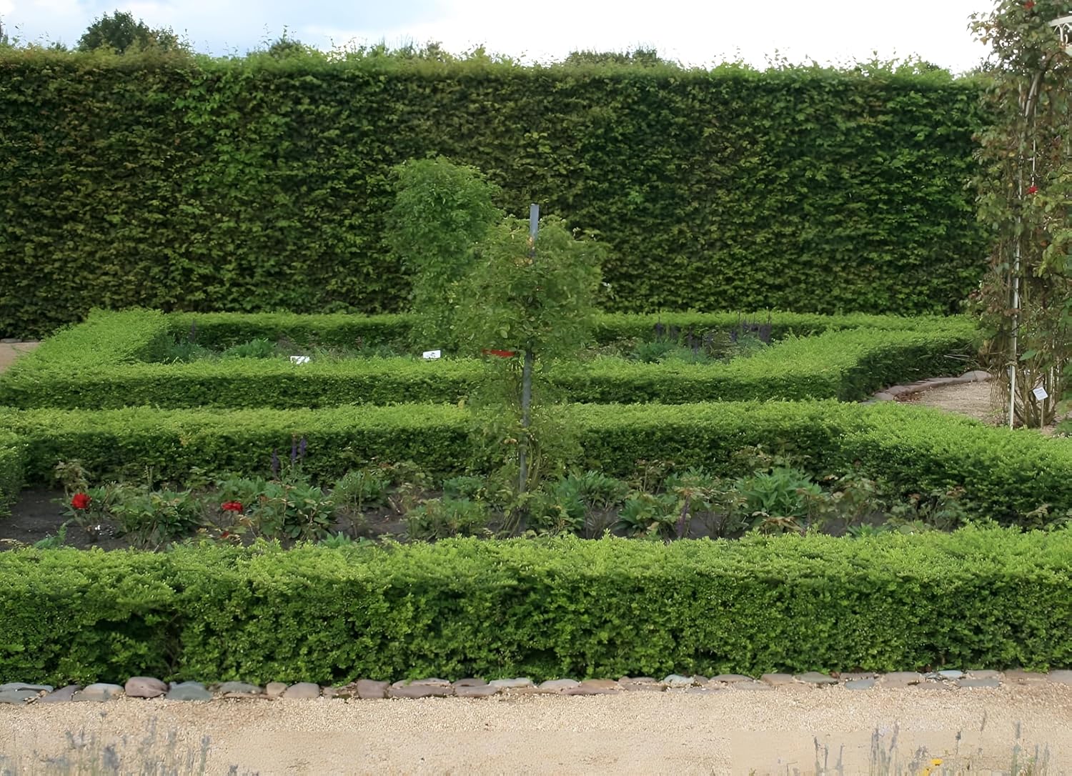 Lonicera nitida 'Maigrün‘ / Heckenmyrthe