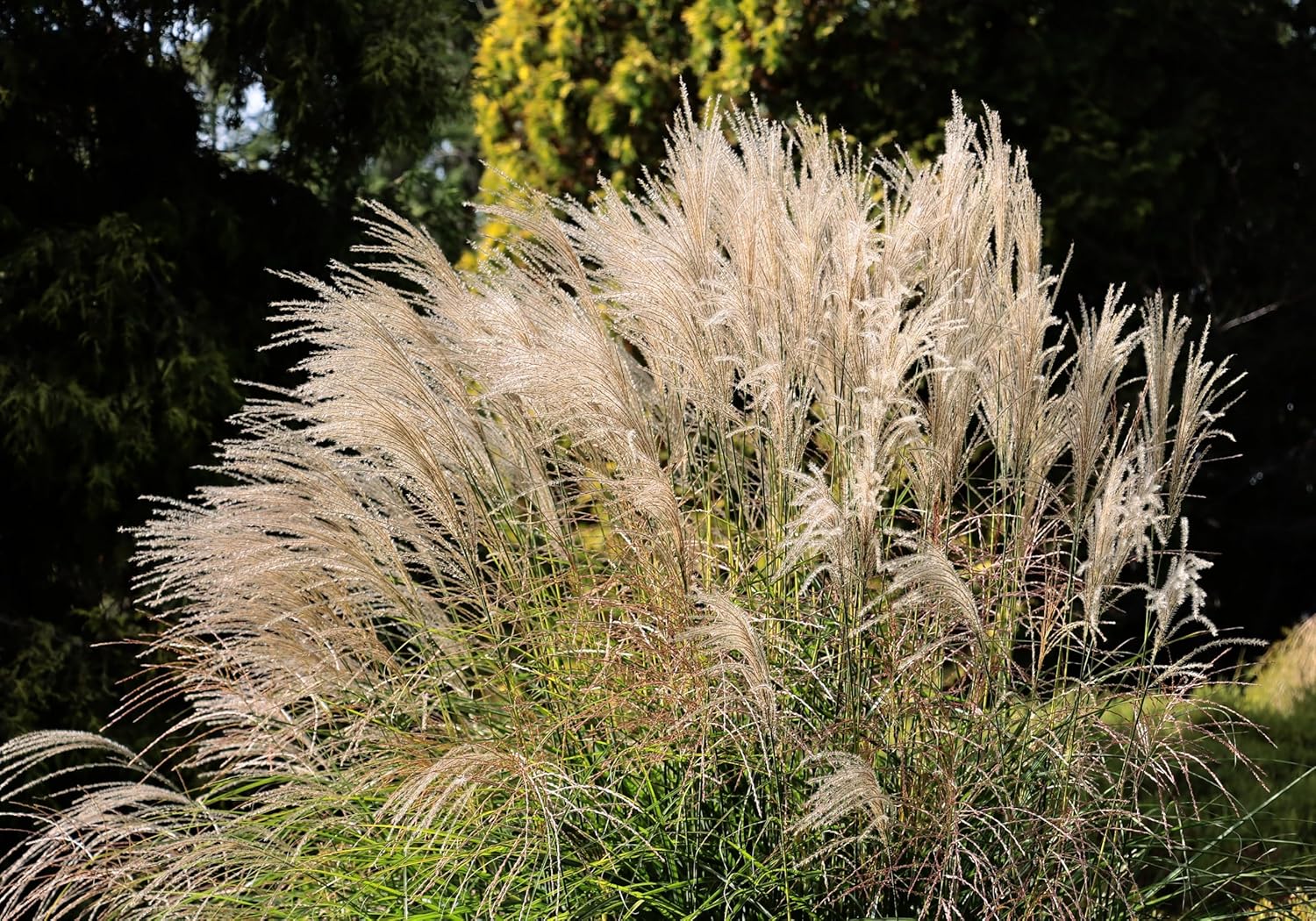 Miscanthus sinensis 'Federweißer' / Weißes Chinaschilf