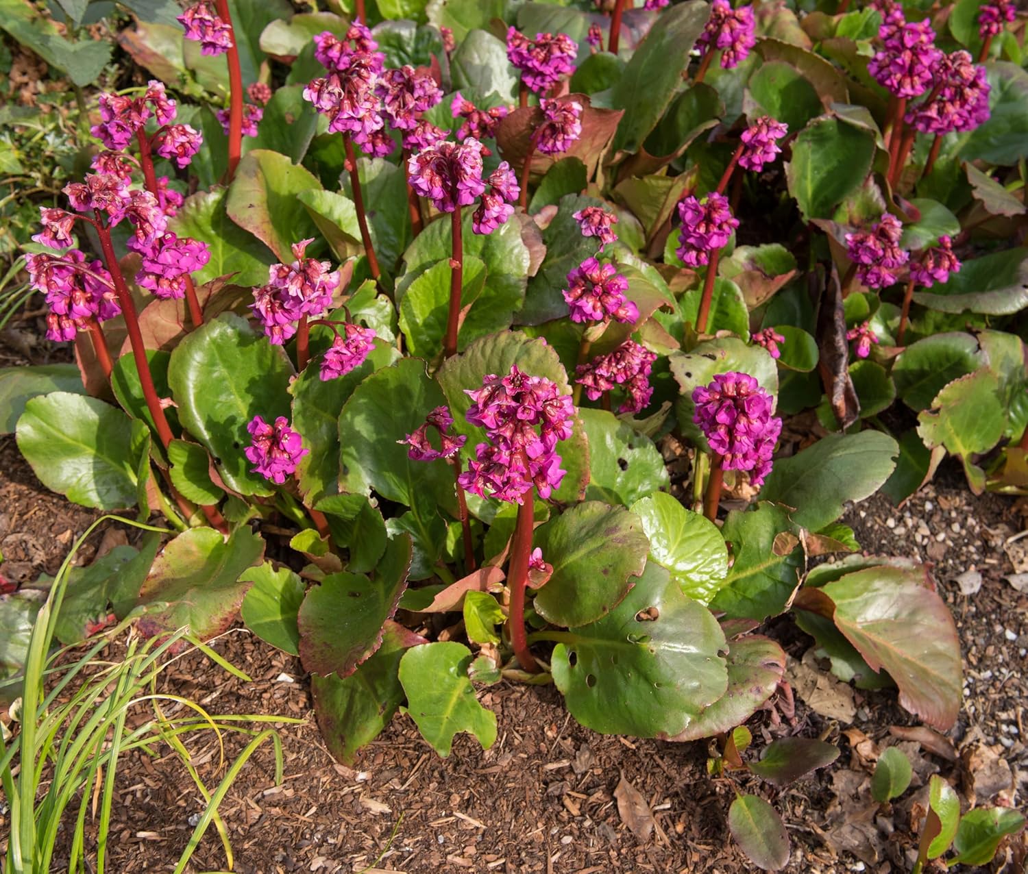 Bergenia cordifolia 'Erotica' / Bergenie