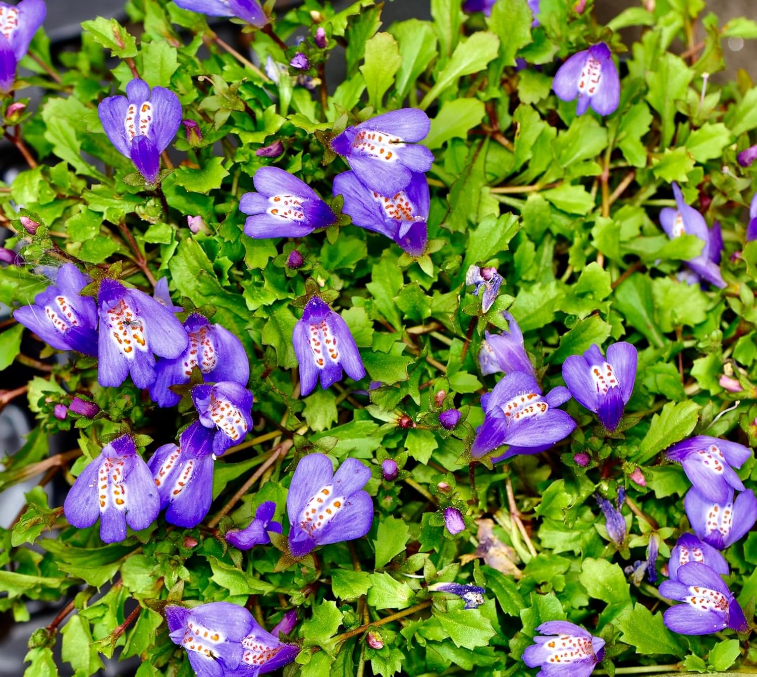 Mazus reptans / Lippenmäulchen