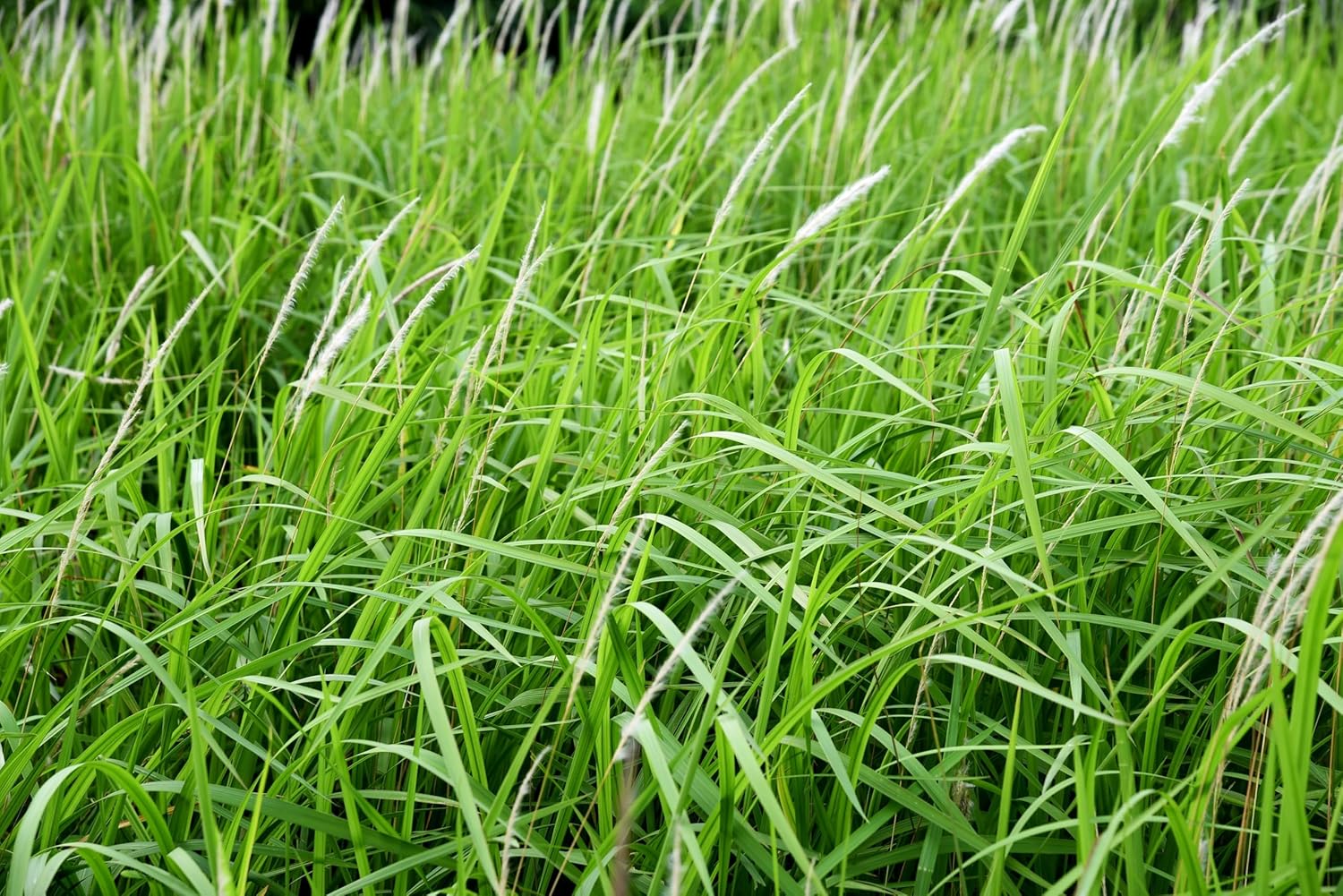 Imperata cylindica / Japanisches Silberhaargras
