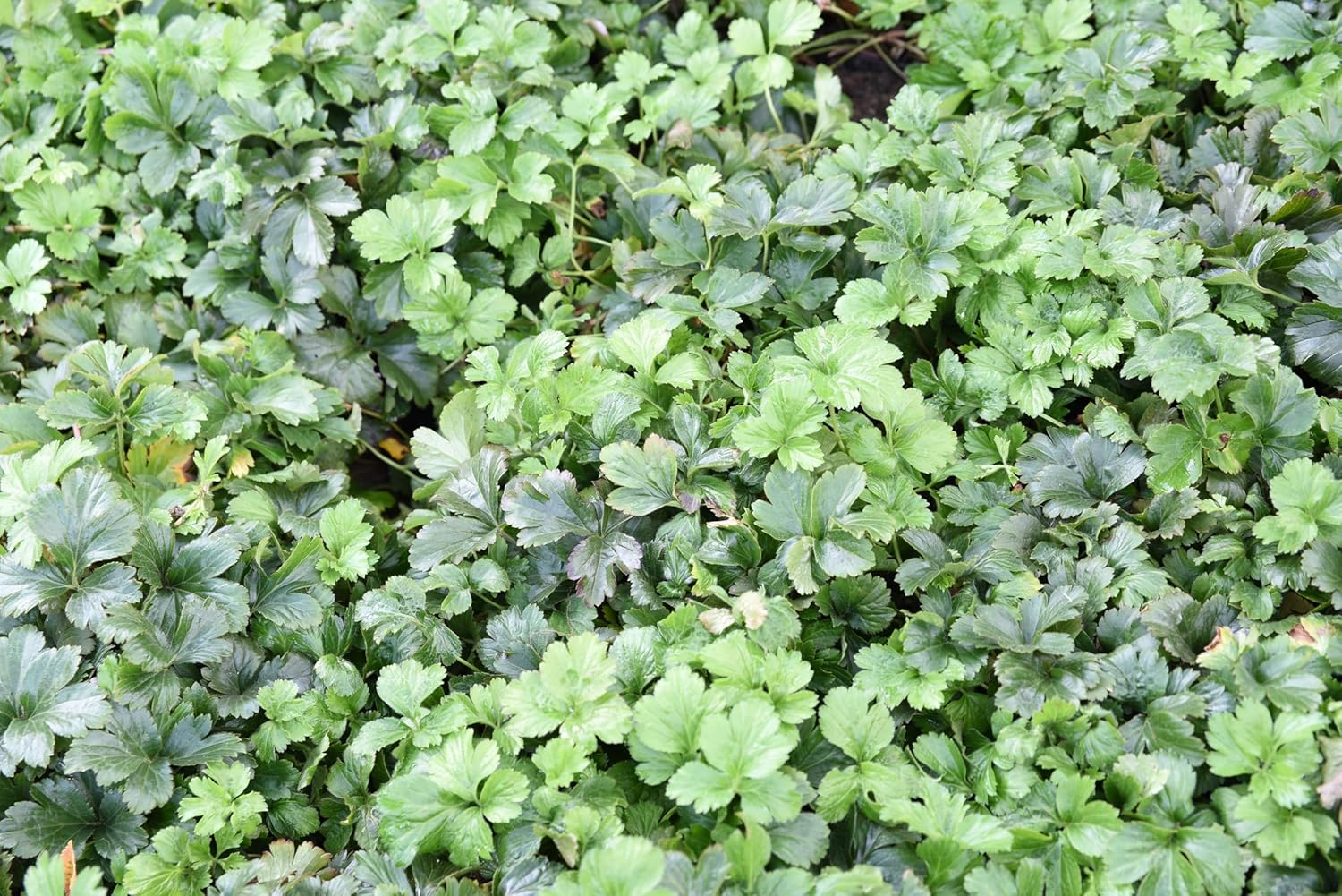 Waldsteinia ternata / Golderdbeere