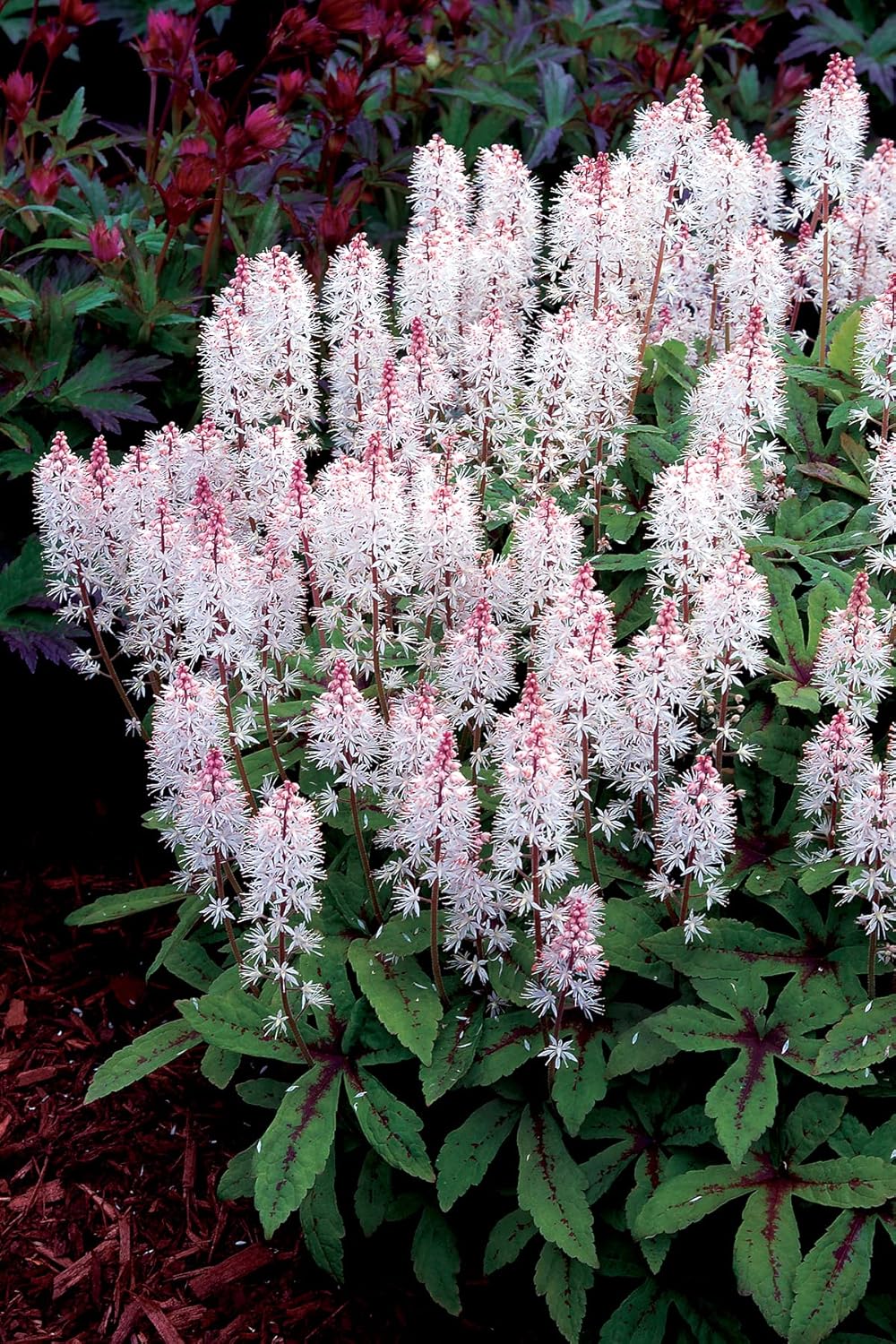Tiarella Hybride 'Spring Symphony' / Schaumblüte