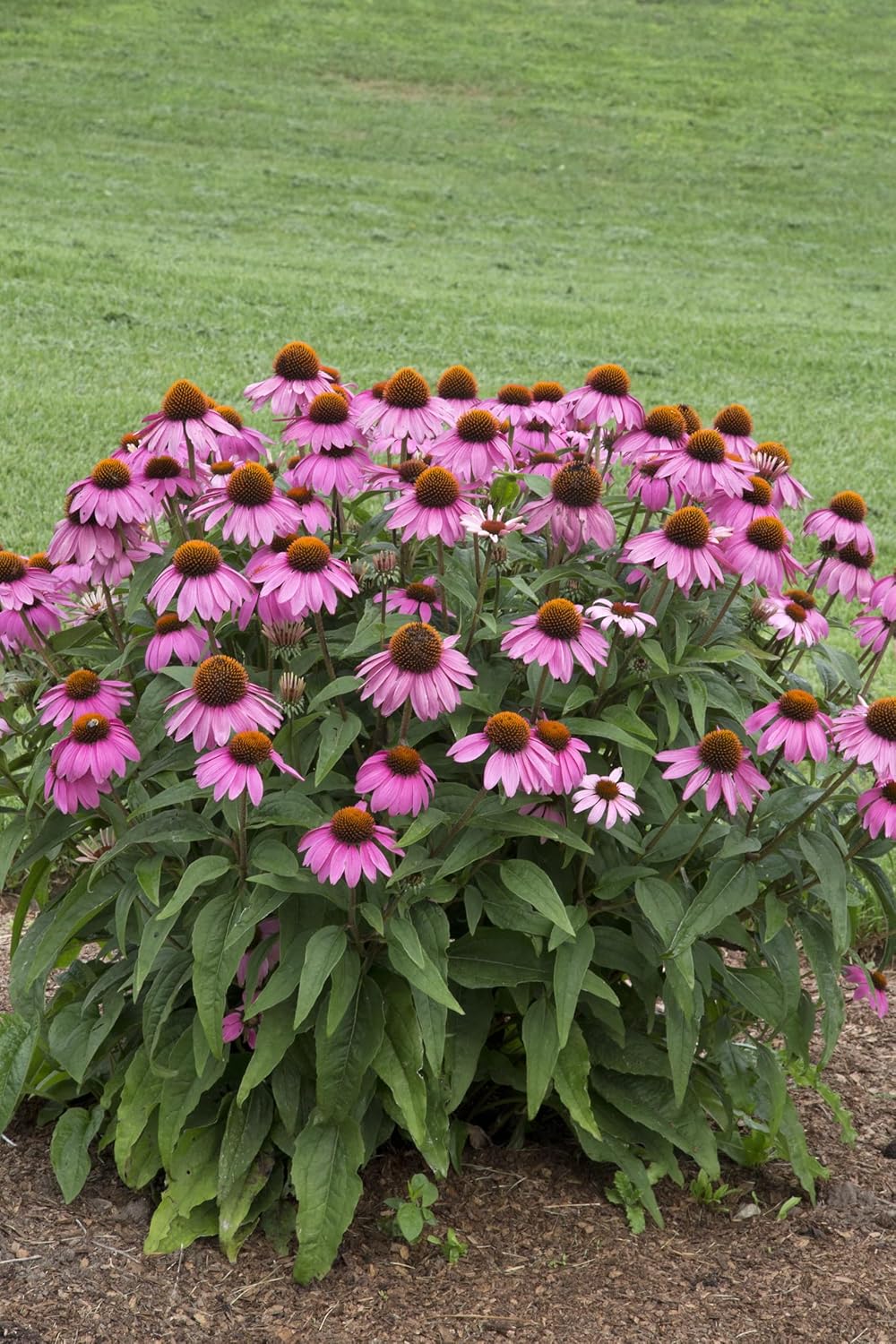 Echinacea purpurea 'PowWow Wild Berry' / Scheinsonnenhut