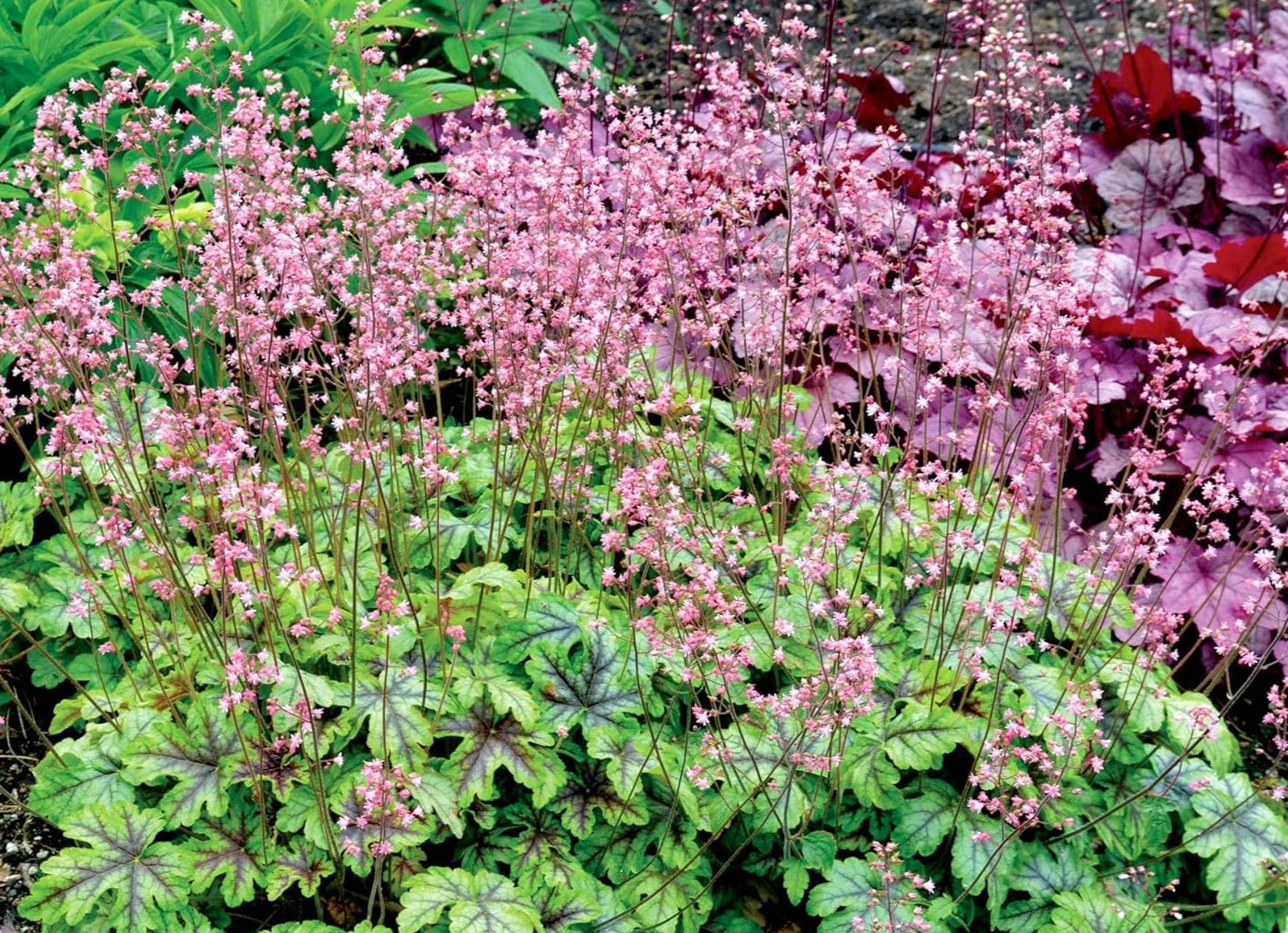 Heucherella Hybride 'Tapestry' / Purpurglöckchen